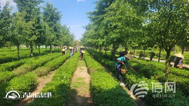 深入发展研学旅游 青岛即墨激活乡村振兴新动能