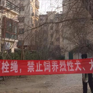 牵好“安全绳”！李园街道综合行政执法中队持续开展文明养犬专项整治行动 ...