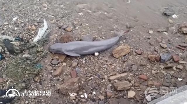 青岛西海岸新区龙湾景区一江豚搁浅 热心市民曾试图援助