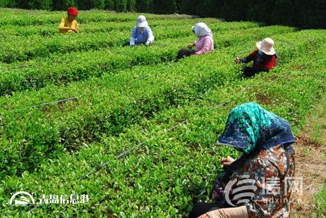 青悠悠的叶子变亮晶晶的“黄金条” 青岛即墨春茶采摘忙