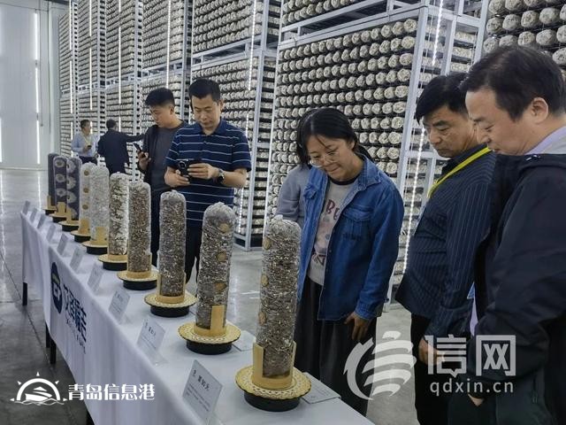 新品种新技术 国家食用菌产业技术体系“三新”交流会在莱西举办