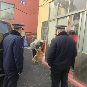 加强犬只管理！向不文明养犬说“不”