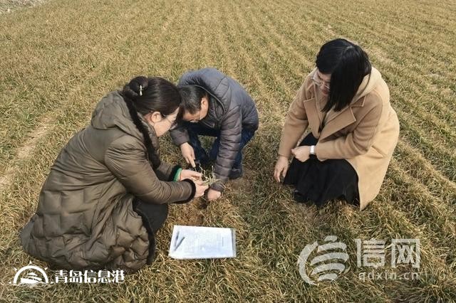 筑牢全年丰收根基 即墨开展小麦苗情调查
