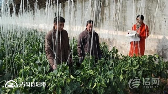 加强农产品质量安全监管力度 即墨开展蔬菜、食用菌专项抽检