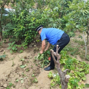 平度市东阁街道执法中队整治占绿毁绿乱象，城市环境换新颜 ...