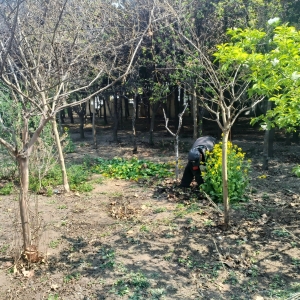 同和中队：守护公共绿地,杜绝毁绿种菜